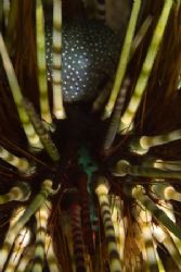 Sea urchin detail. Picture taken in Maumere, Flores, with... by Erika Antoniazzo 